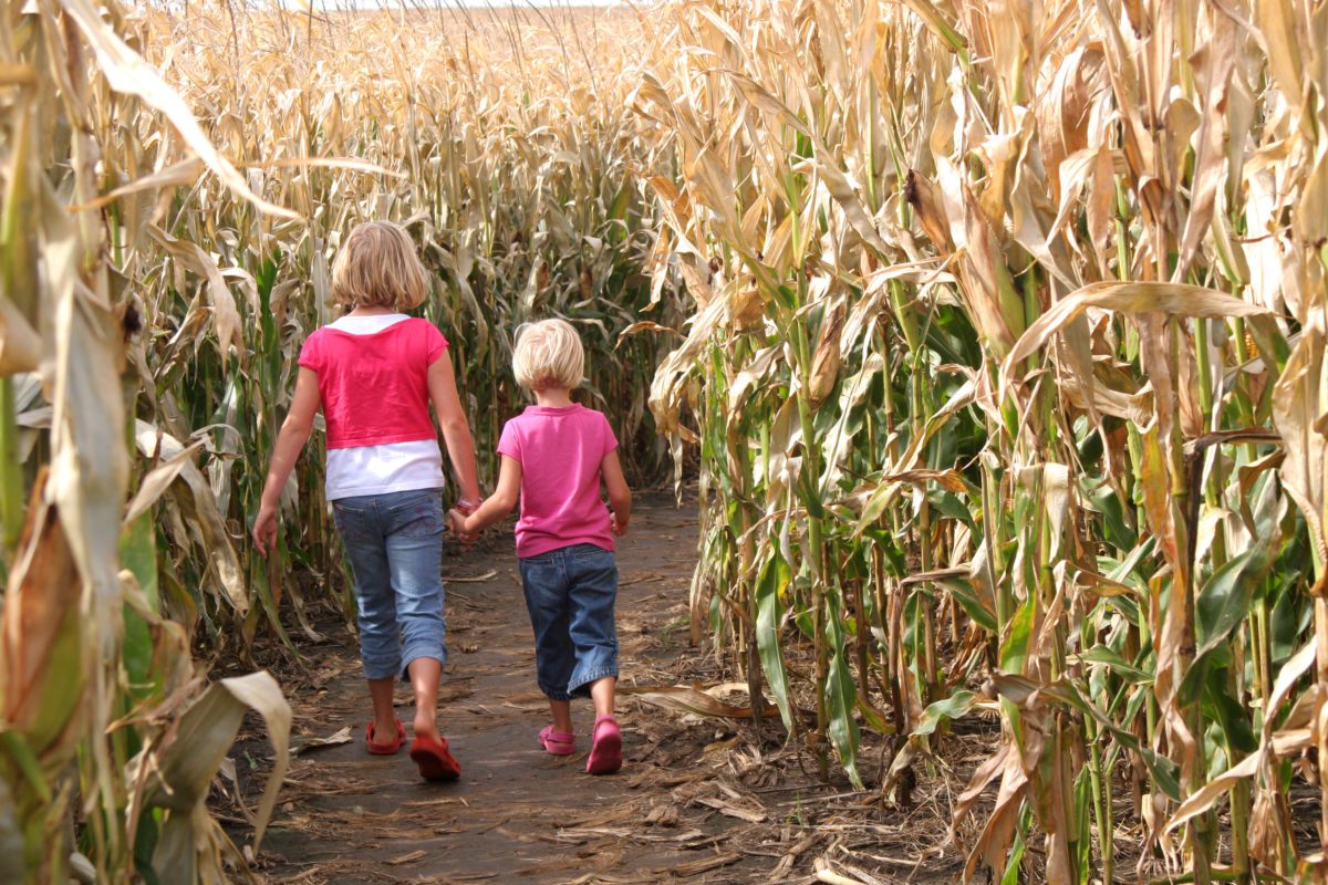 Sisters and a Corn Maze